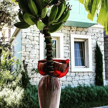 Cassiopeia ベッド・アンド・ブレックファスト